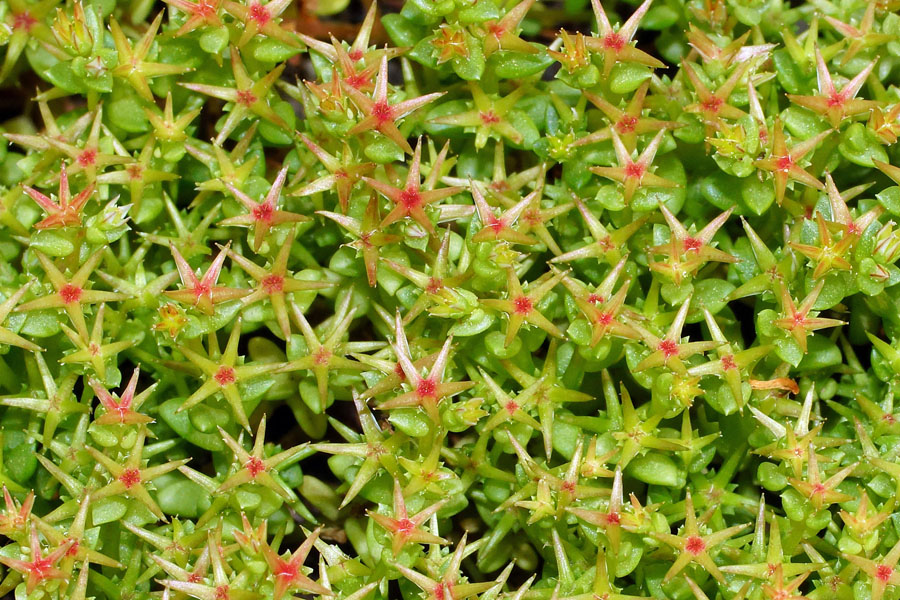 Sedum caespitosum / Borracina cespugliosa